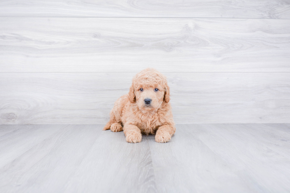 Mini Goldendoodle Puppy for Adoption