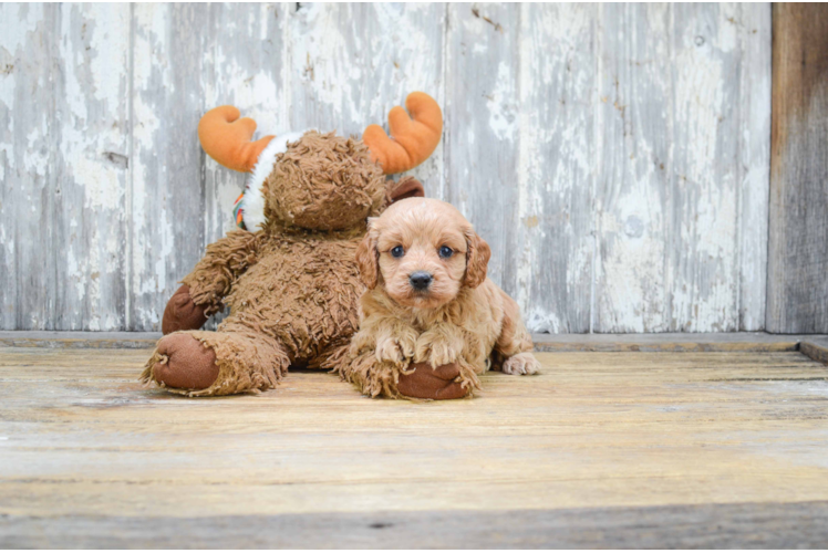 Smart Cavapoo Poodle Mix Pup