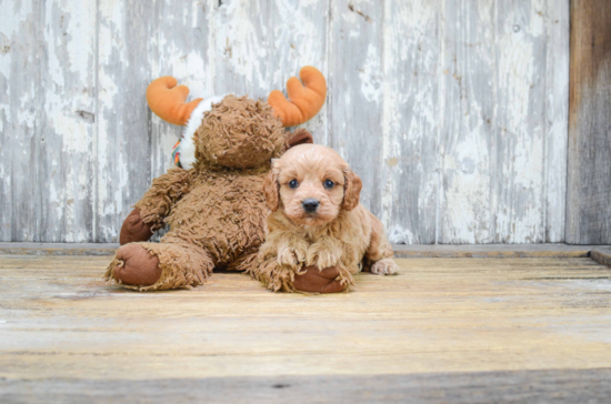 Smart Cavapoo Poodle Mix Pup