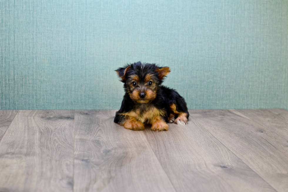 Meet Lisa - our Yorkshire Terrier Puppy Photo 