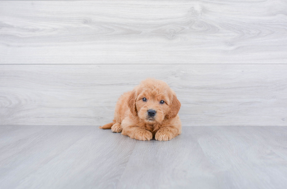 Best Mini Goldendoodle Baby