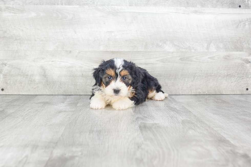 Popular Mini Bernedoodle Poodle Mix Pup