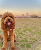 Happy Cavadoodle Poodle Mix Pup