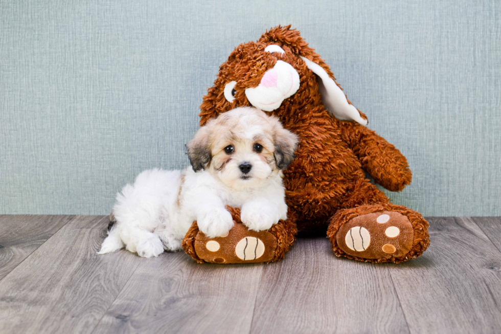 Teddy Bear Pup Being Cute