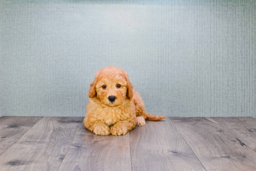 Hypoallergenic Golden Retriever Poodle Mix Puppy