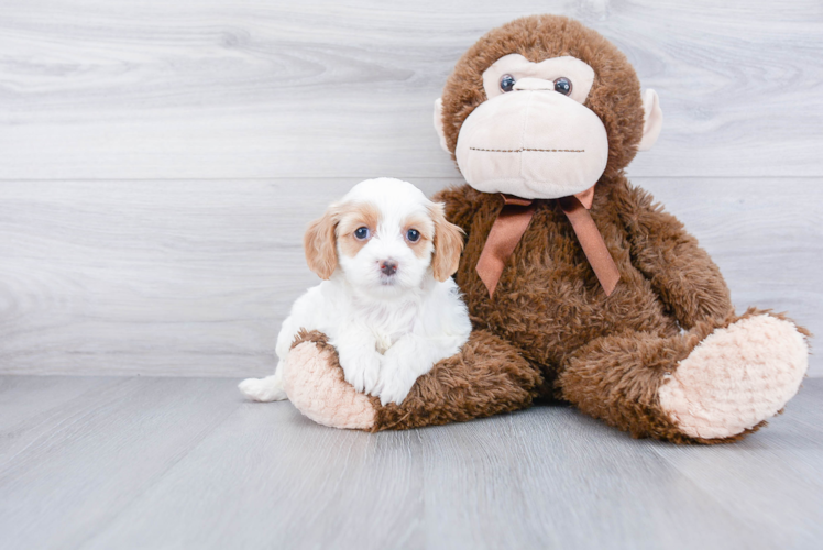 Hypoallergenic Cavoodle Poodle Mix Puppy