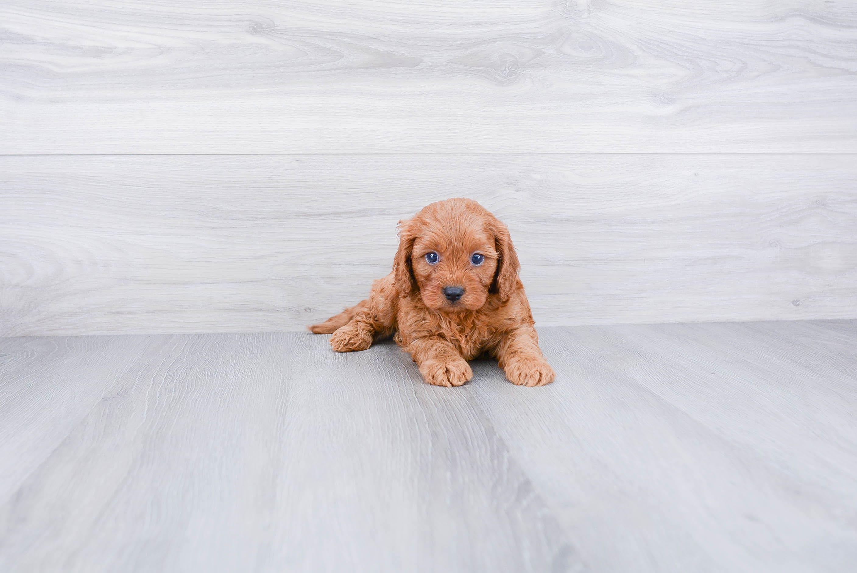Small Cavapoo Baby