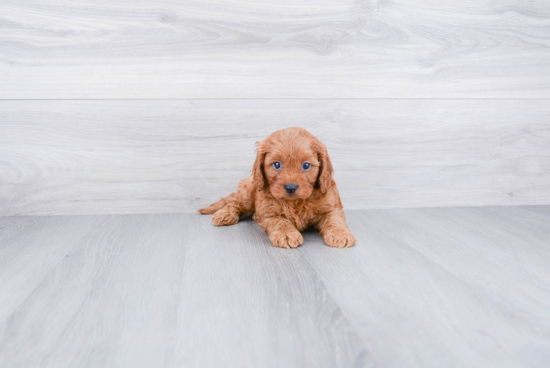 Small Cavapoo Baby