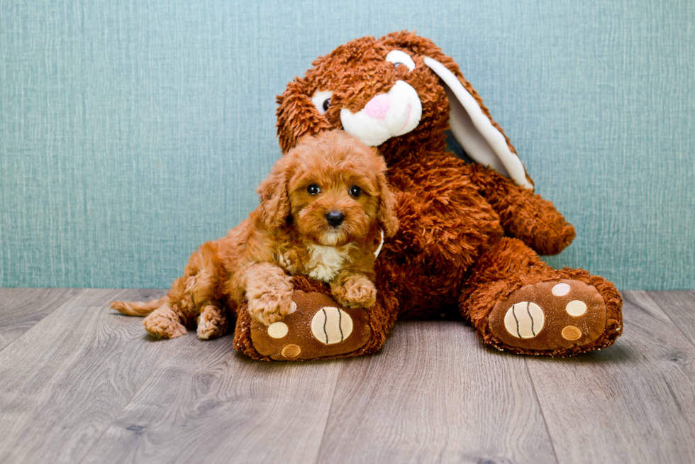 Cavapoo Puppy for Adoption