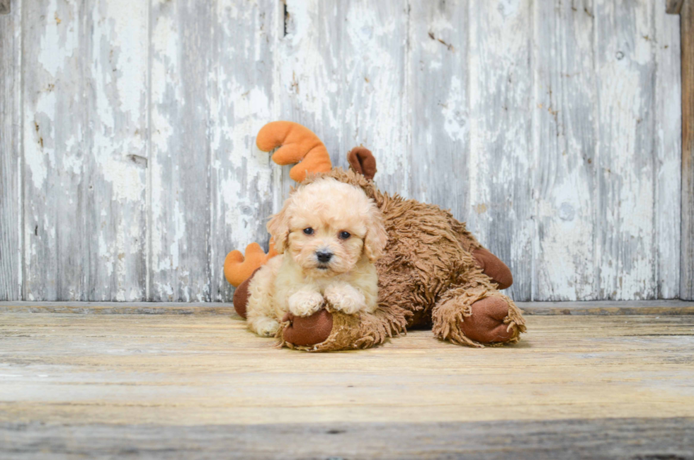 Cavachon Pup Being Cute