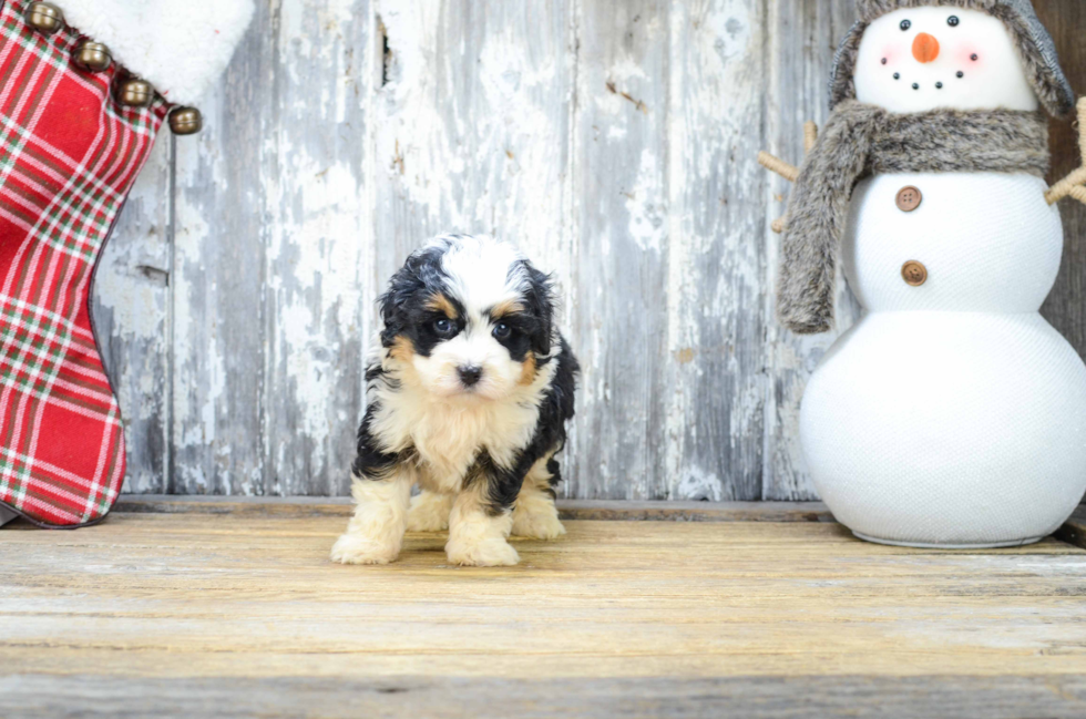 Little Mini Berniedoodle Poodle Mix Puppy