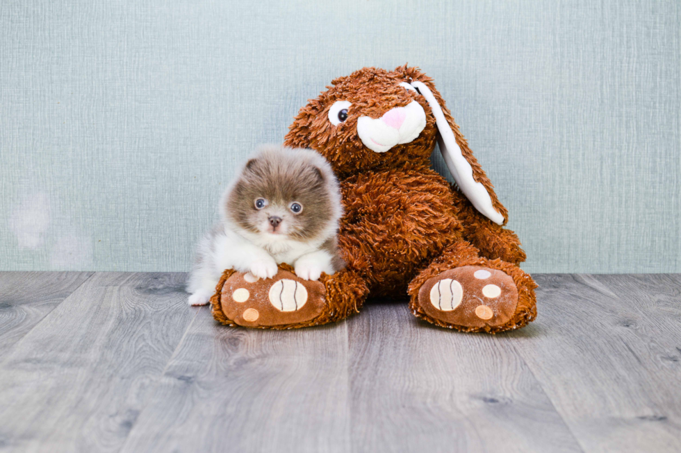 Playful Pomeranian Baby