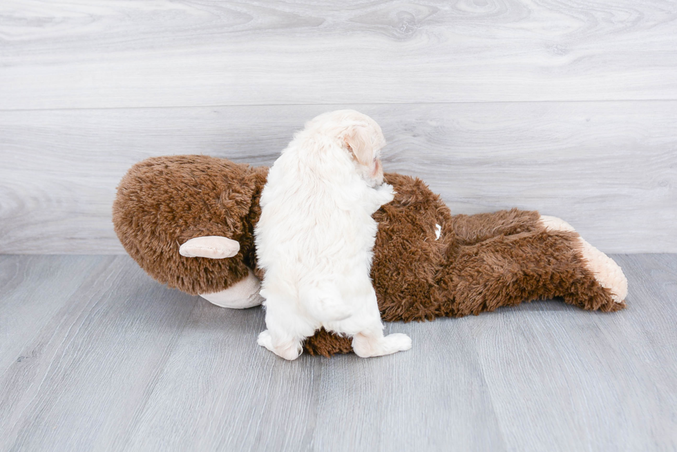 Petite Maltipoo Poodle Mix Pup