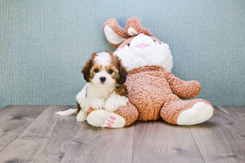 Playful Cavalier Designer Puppy