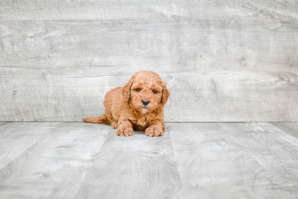 Sweet Mini Goldendoodle Baby