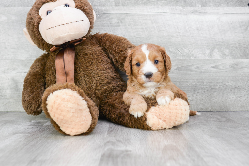 Adorable Cavoodle Poodle Mix Puppy