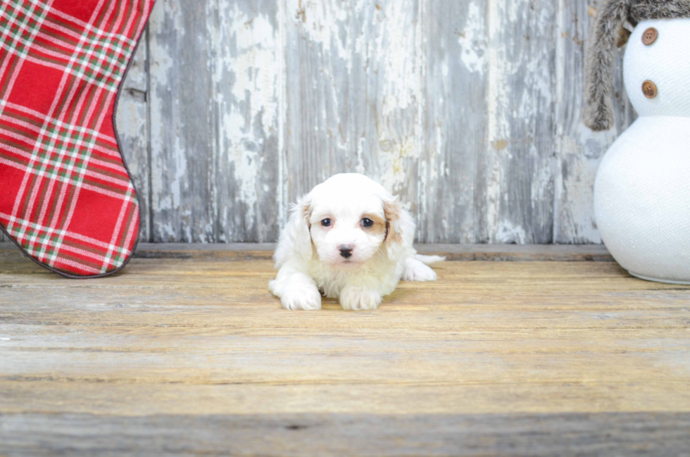 Adorable Cavoodle Poodle Mix Puppy