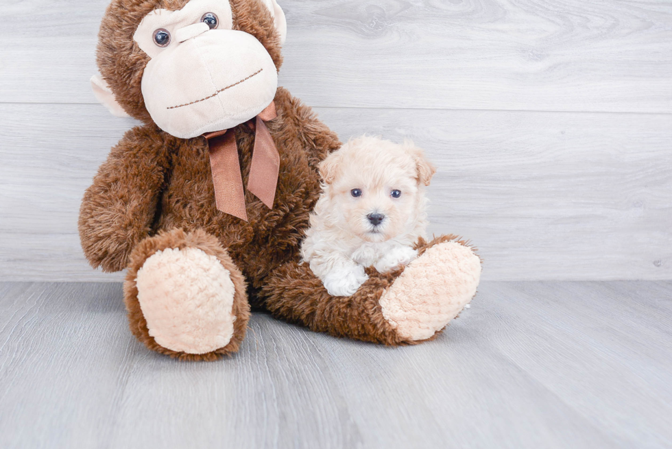 Popular Maltipoo Poodle Mix Pup