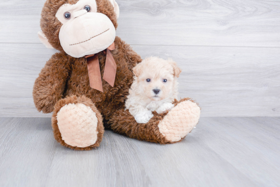 Popular Maltipoo Poodle Mix Pup