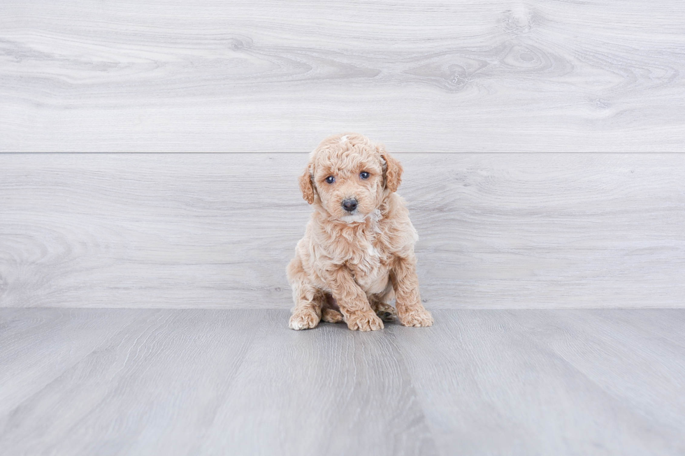 Hypoallergenic Golden Retriever Poodle Mix Puppy