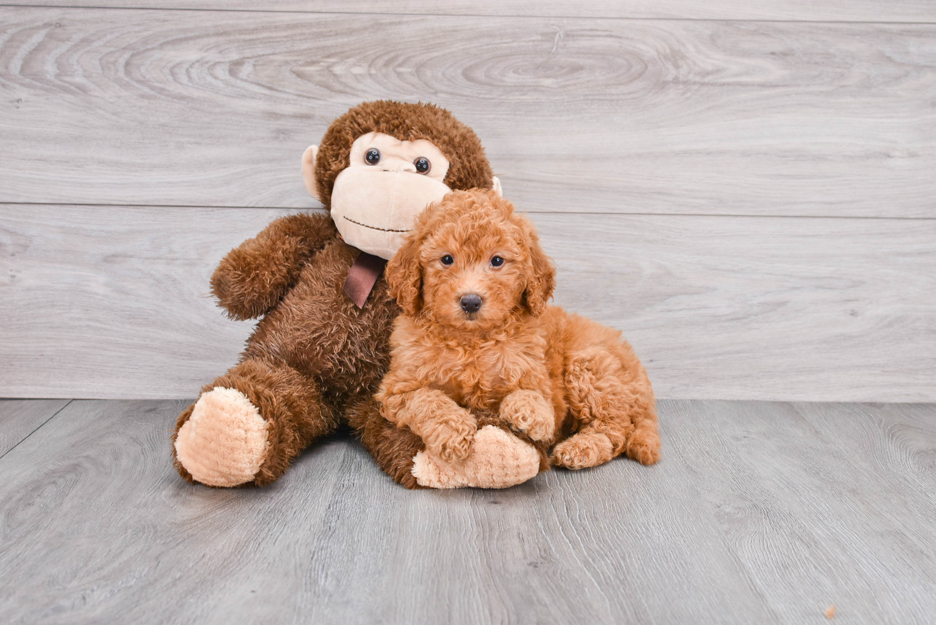 Mini Goldendoodle Pup Being Cute