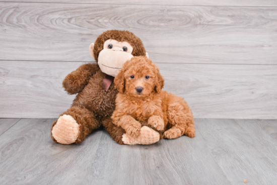 Mini Goldendoodle Pup Being Cute