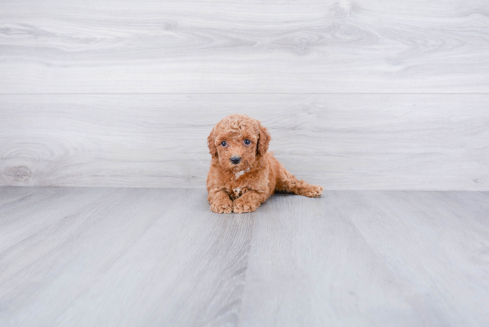 Cockapoo Puppy for Adoption