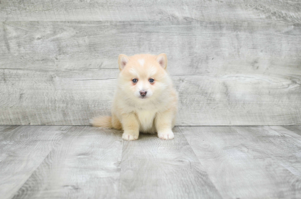 Pomsky Pup Being Cute