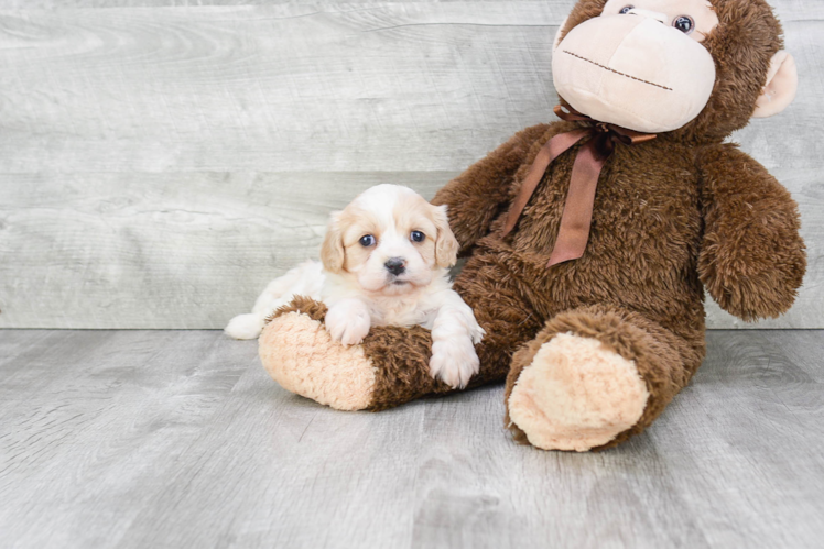 Hypoallergenic Cavalier Designer Puppy