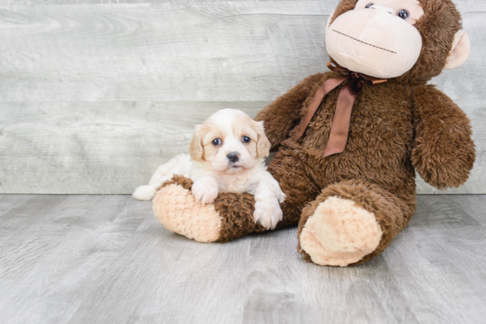 Hypoallergenic Cavalier Designer Puppy