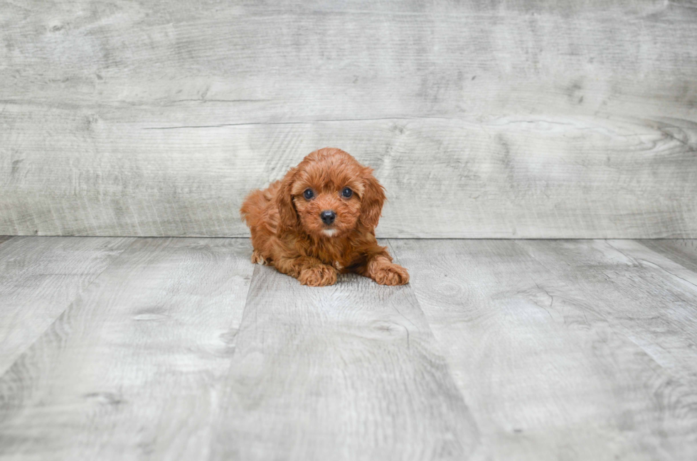 Energetic Cavoodle Poodle Mix Puppy