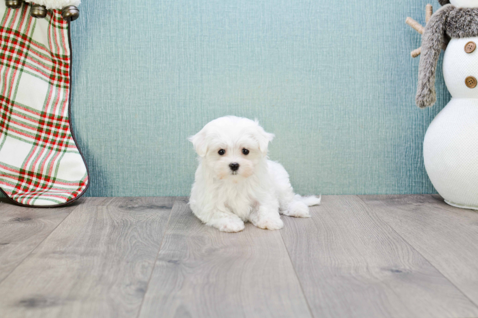 Maltese Puppy for Adoption