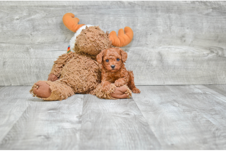 Hypoallergenic Poodle Baby