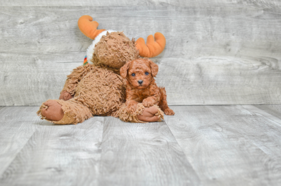 Hypoallergenic Poodle Baby