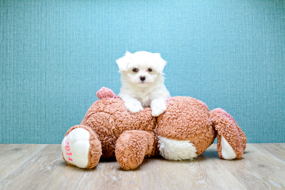 Meet Microteacup-Sugar - our Maltese Puppy Photo 