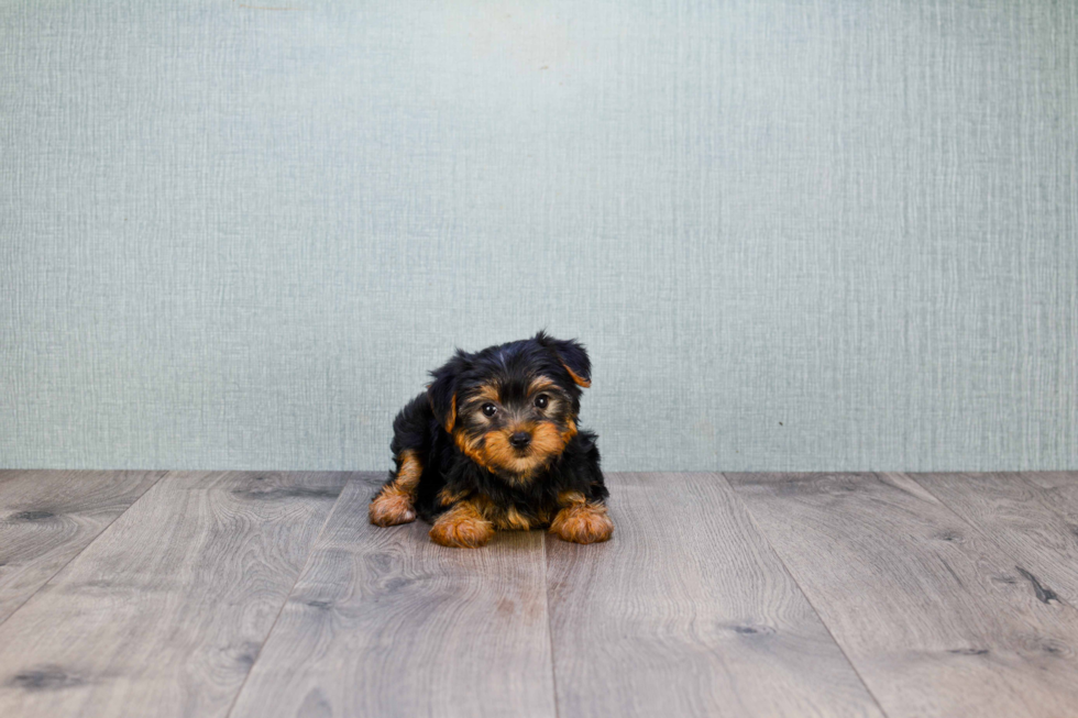 Meet Izzie - our Yorkshire Terrier Puppy Photo 