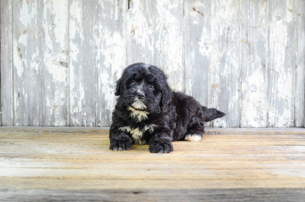 Best Mini Bernedoodle Baby