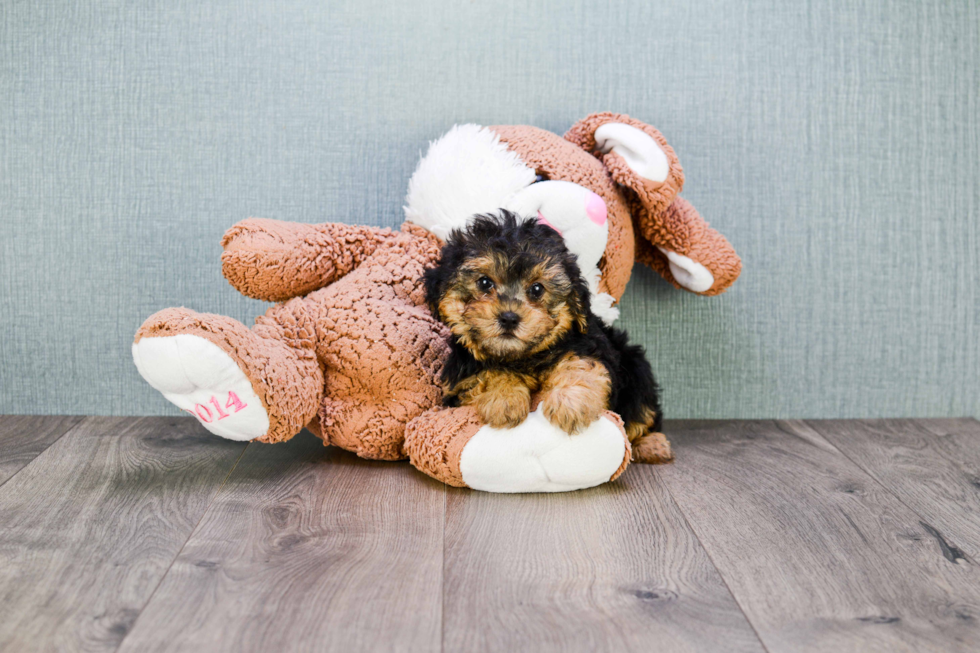 Yorkie Poo Puppy for Adoption