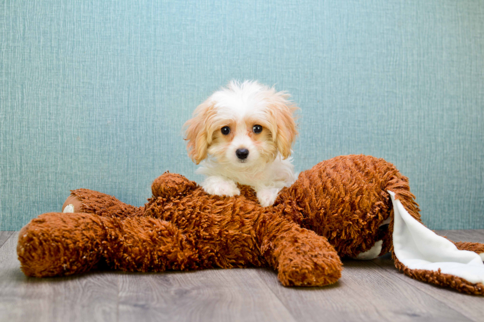 Small Cavachon Baby