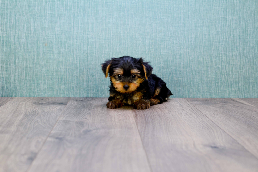 Meet Timmy - our Yorkshire Terrier Puppy Photo 