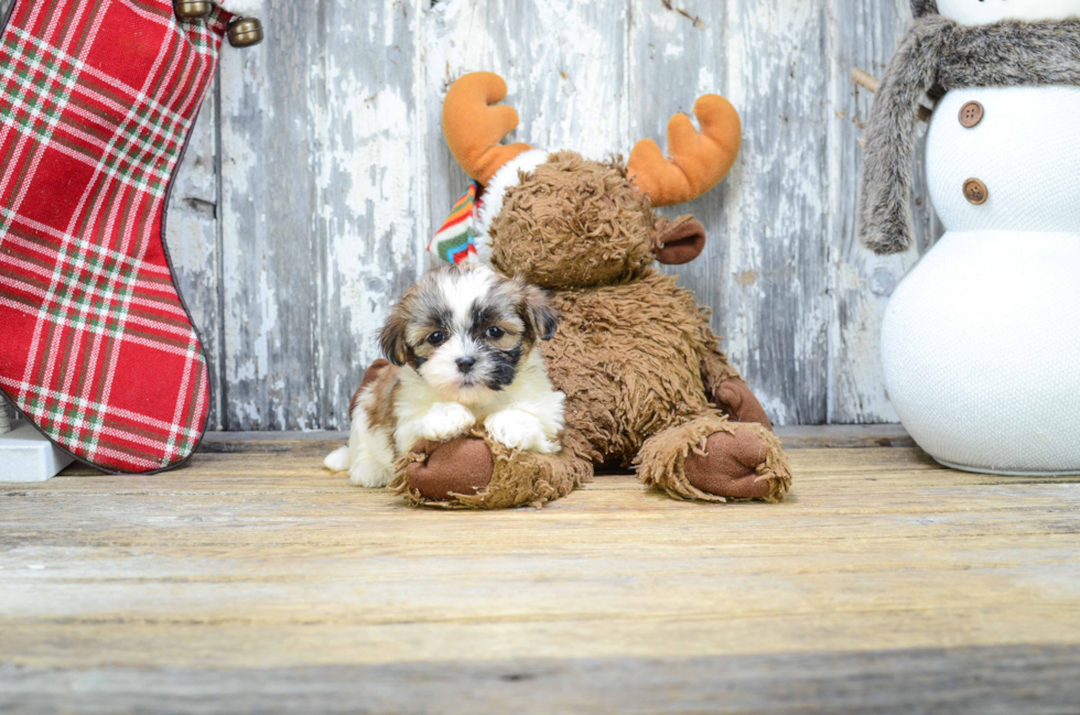 Teddy Bear Pup Being Cute