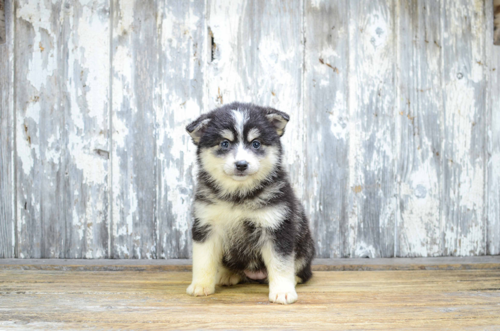 Hypoallergenic Mini Husky Designer Puppy