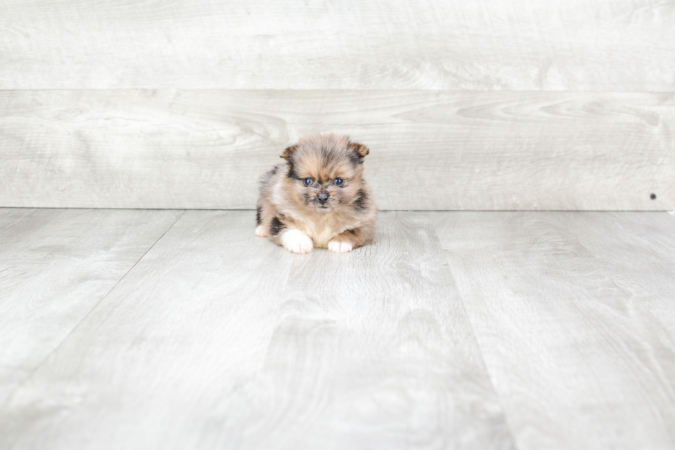 Pomeranian Pup Being Cute