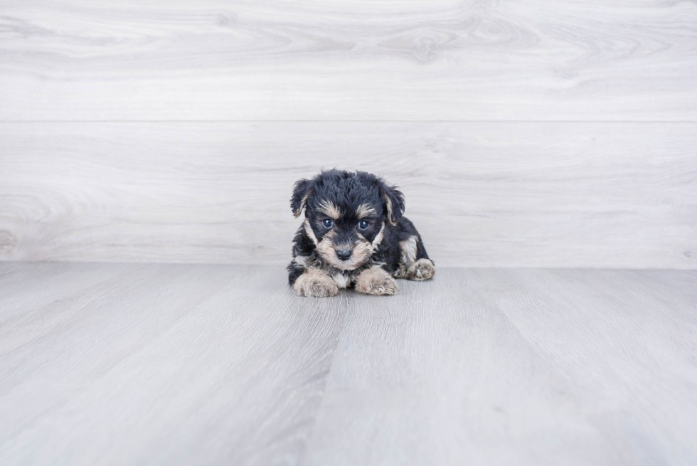 Morkie Pup Being Cute
