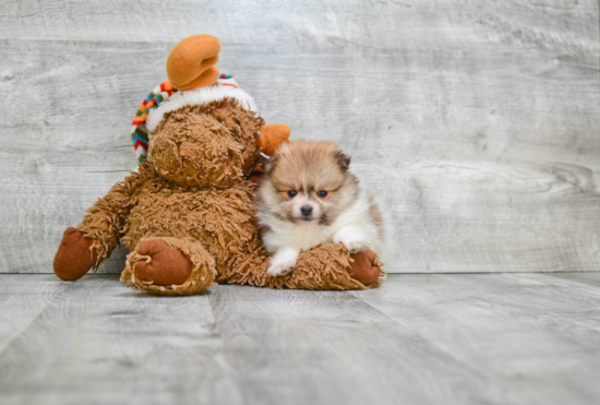 Adorable Pomeranian Purebred Puppy