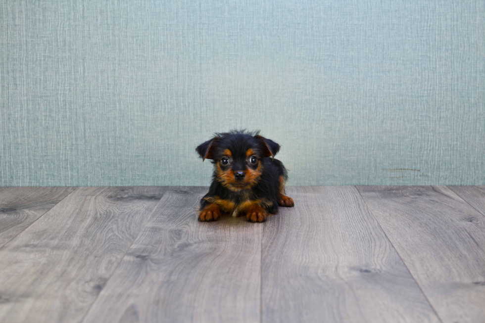 Meet Stevo - our Yorkshire Terrier Puppy Photo 