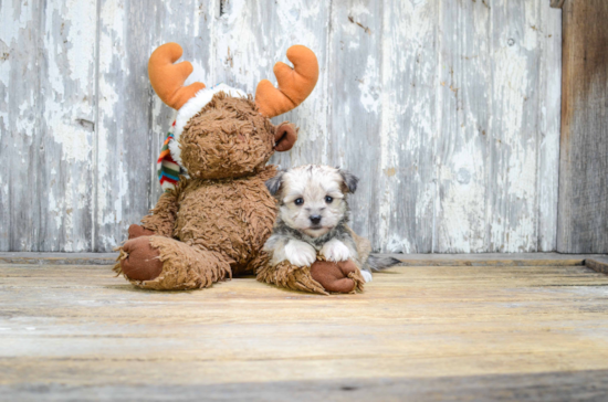 Morkie Pup Being Cute