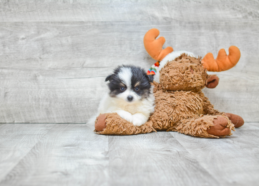 Sweet Pomeranian Purebred Puppy