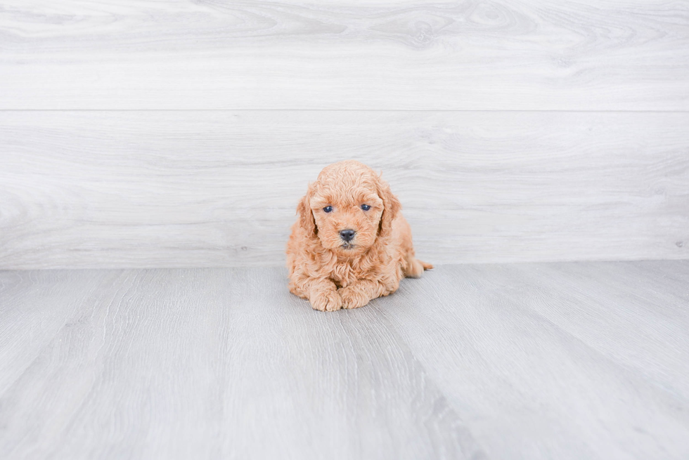 Mini Goldendoodle Pup Being Cute