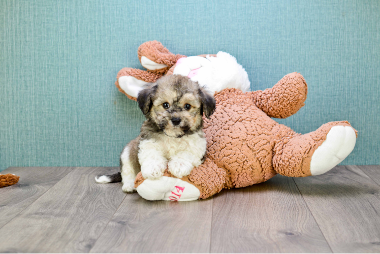 Best Havanese Baby